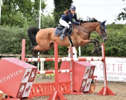 Pferd Quintus W Z (Zangersheide Reitpferd, 2011, von Quinar)