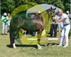 Pferd Hijker Forest Champagne TT (New-Forest-Pony,  , von Kantje's Appart)