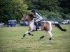 dressage horse Filou (Arab half breed / Partbred, 2007, from Centauro's Golden Flashlight)