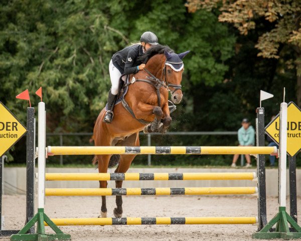 jumper Levalcantino (German Sport Horse, 2010, from Levistano)