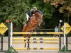 jumper Levalcantino (German Sport Horse, 2010, from Levistano)