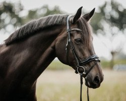 dressage horse Rain Man 36 (Rhinelander, 2007, from Riccio)