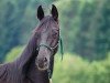 dressage horse D'Odin (German Warmblood, 2019, from D'Olympus)