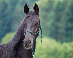 dressage horse D'Odin (German Warmblood, 2019, from D'Olympus)