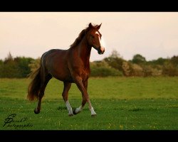 broodmare Dijana 14 (Mecklenburg, 2013, from Diarado's Boy)