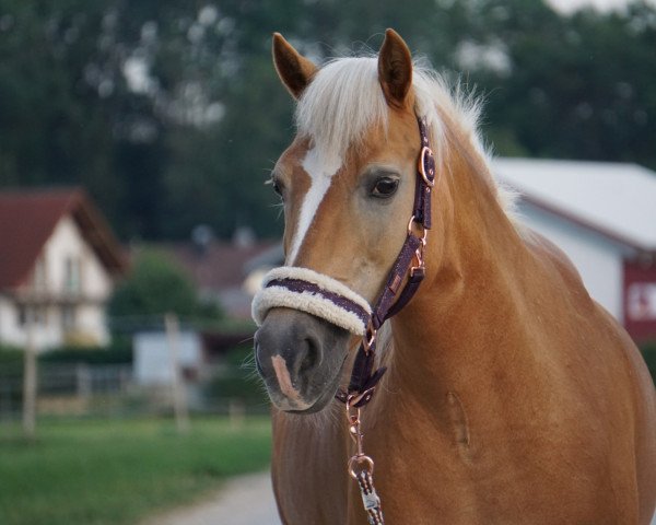 horse Roxana (Haflinger, 1998, from Almstern)