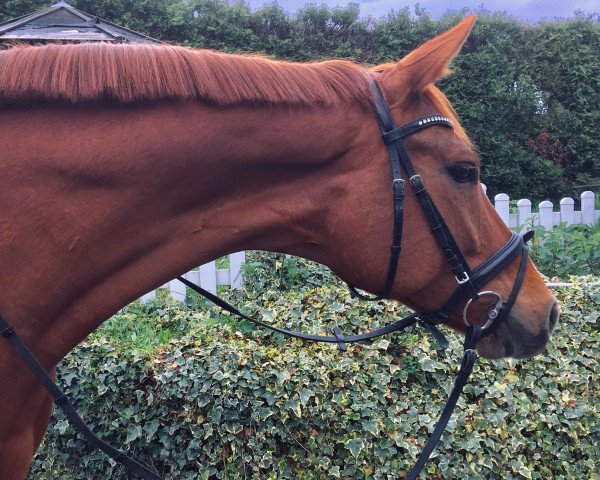 dressage horse Best of Willi (Hanoverian, 2011, from Bonifatius)