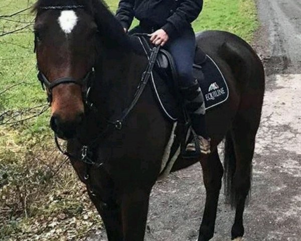 horse Orvils Lisnamorrow Lad (Irish Sport Horse, 2015, from Mermus R)