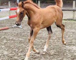 Springpferd Stute von Chezarro / Calido I (Holsteiner, 2020, von Chezarro)