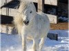 stallion Filippo (Shetland pony (under 87 cm), 2001, from Fleumelanske de Valk)