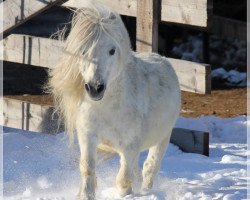 Dressurpferd Filippo (Shetland Pony (unter 87 cm), 2001, von Fleumelanske de Valk)