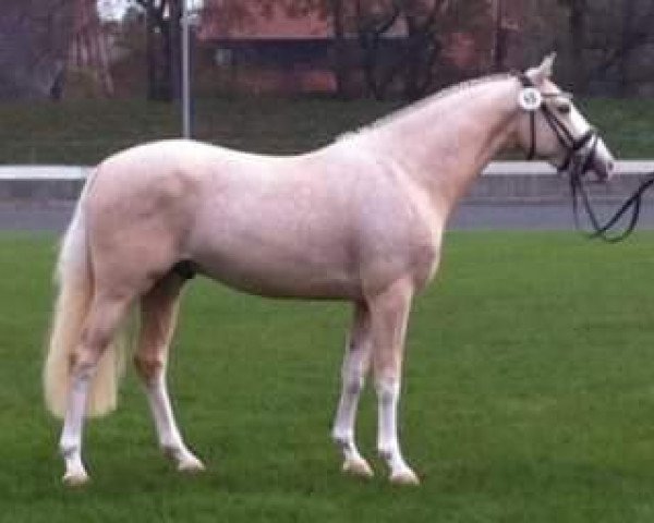 stallion Mein Freund Medicus (German Riding Pony, 2012, from The Braes My Mobility)