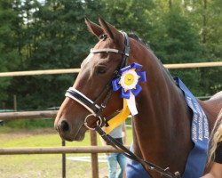 jumper Sunnyboy's Amira (Little German Riding Horse, 2011, from Sunny Boy)