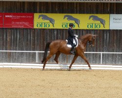 dressage horse Doni del Rey (Bavarian, 2009, from Don Diamond)