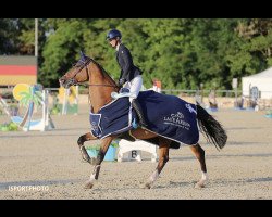 jumper Rmf Valiente (KWPN (Royal Dutch Sporthorse), 2001, from Quasimodo vd Molendreef)