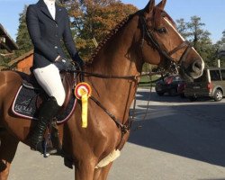 stallion Ucalido NT (Oldenburg show jumper, 2012, from Udarco van Overis)