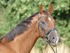 dressage horse Vilson (Westphalian, 2015, from Van Vivaldi)