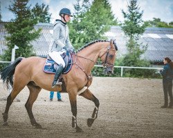 jumper Baquero 6 (Westphalian, 2005, from Baloubet du Rouet)