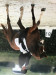 dressage horse Vanillo Viano (Rhinelander, 2012, from Vitalis)