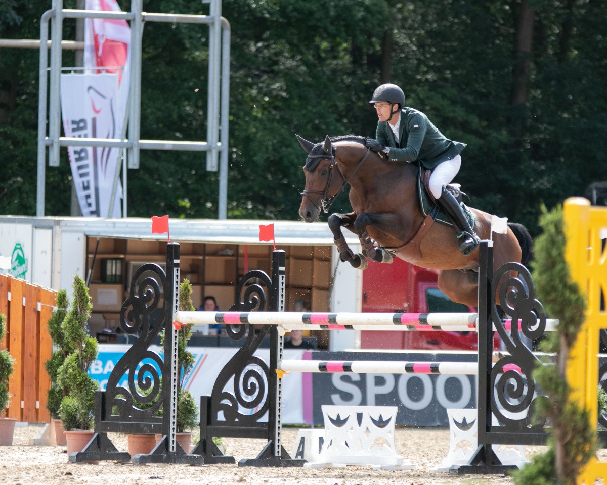 stallion Oak Grove's Someday (Oldenburg show jumper, 2015, from Stakkato Gold)