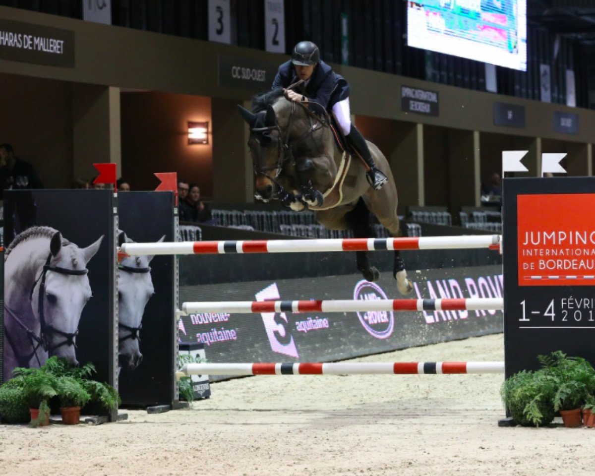 Springpferd Forlap (Belgisches Warmblut, 2005, von Querlybet Hero)