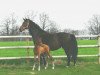 broodmare Agenda (Rhinelander, 1999, from Arpeggio)