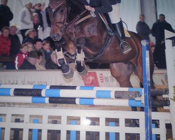 horse Gucci 55 (Hanoverian, 1997, from Graf Grannus)