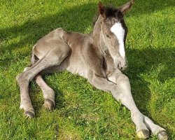 broodmare Divina Z (Zangersheide riding horse, 2020, from Dominator 2000 Z)