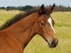 jumper Aquila Hope K (Zangersheide riding horse, 2020, from Aganix du Seigneur)