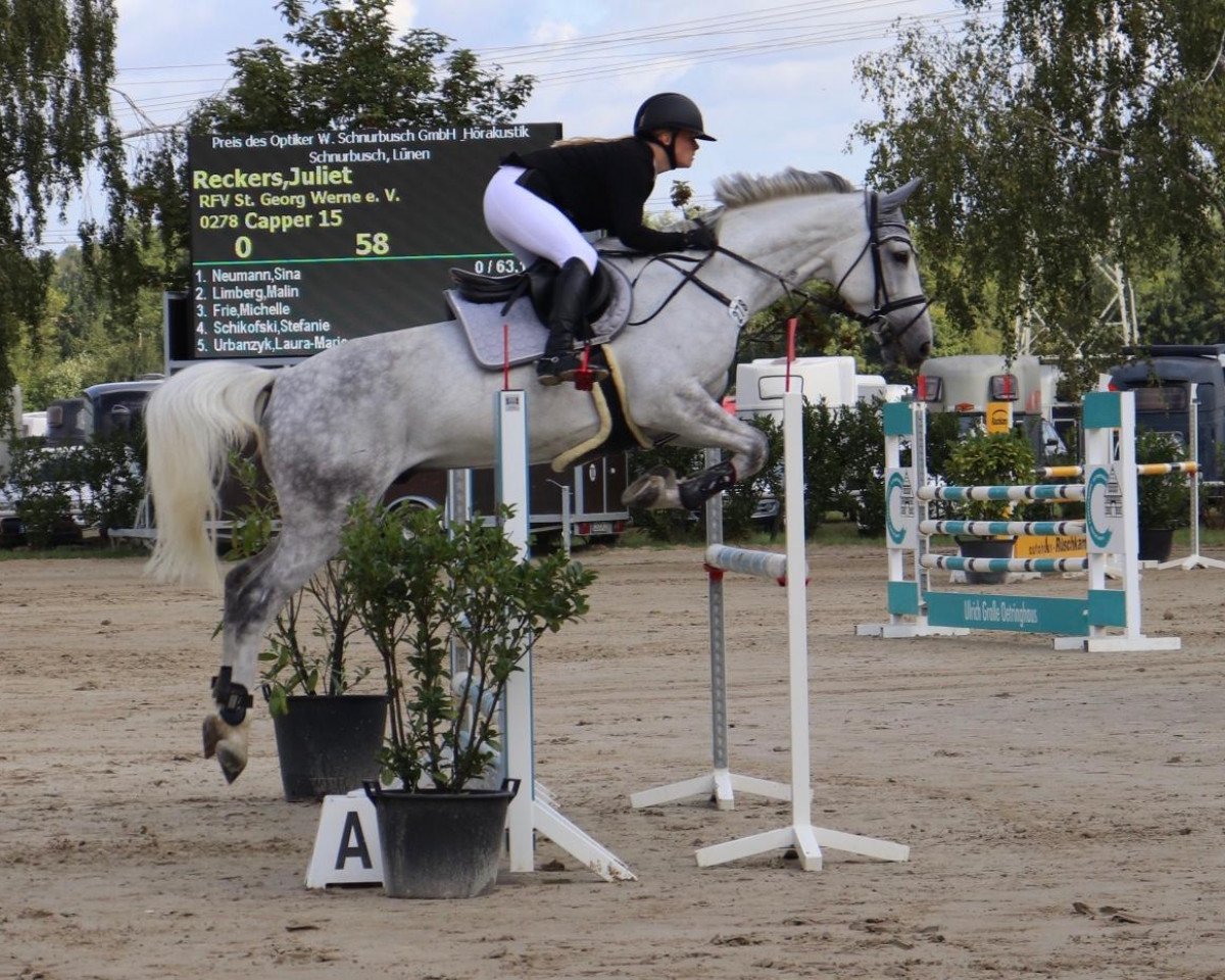 jumper Capper 15 (Westphalian, 2010, from Camax L)