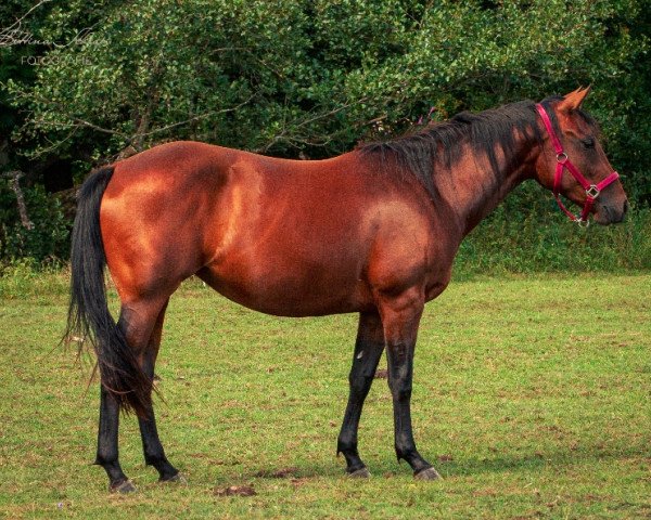 Pferd Mandys First Lady (Quarter Horse, 2018)