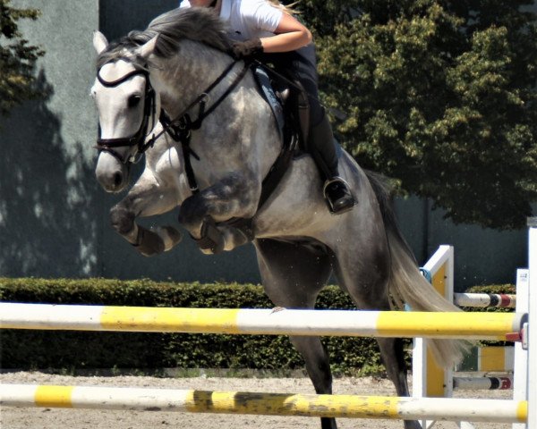 jumper My Lord Corrado (German Sport Horse, 2012, from Mylord Carthago)