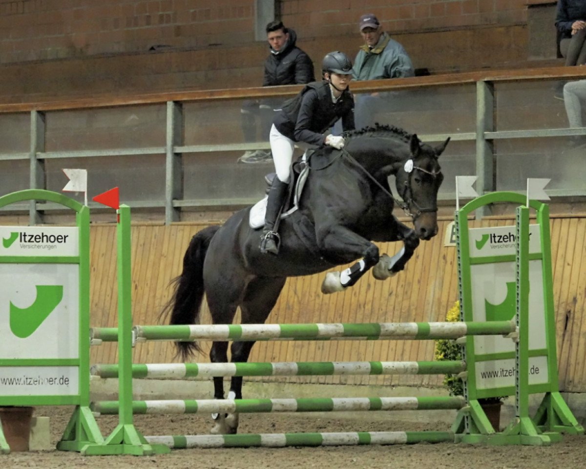 jumper Ladylot (Danish Warmblood, 2012, from Sir Lancelot M)