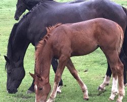 dressage horse Valenzuela (Hanoverian, 2020, from Vitalis)