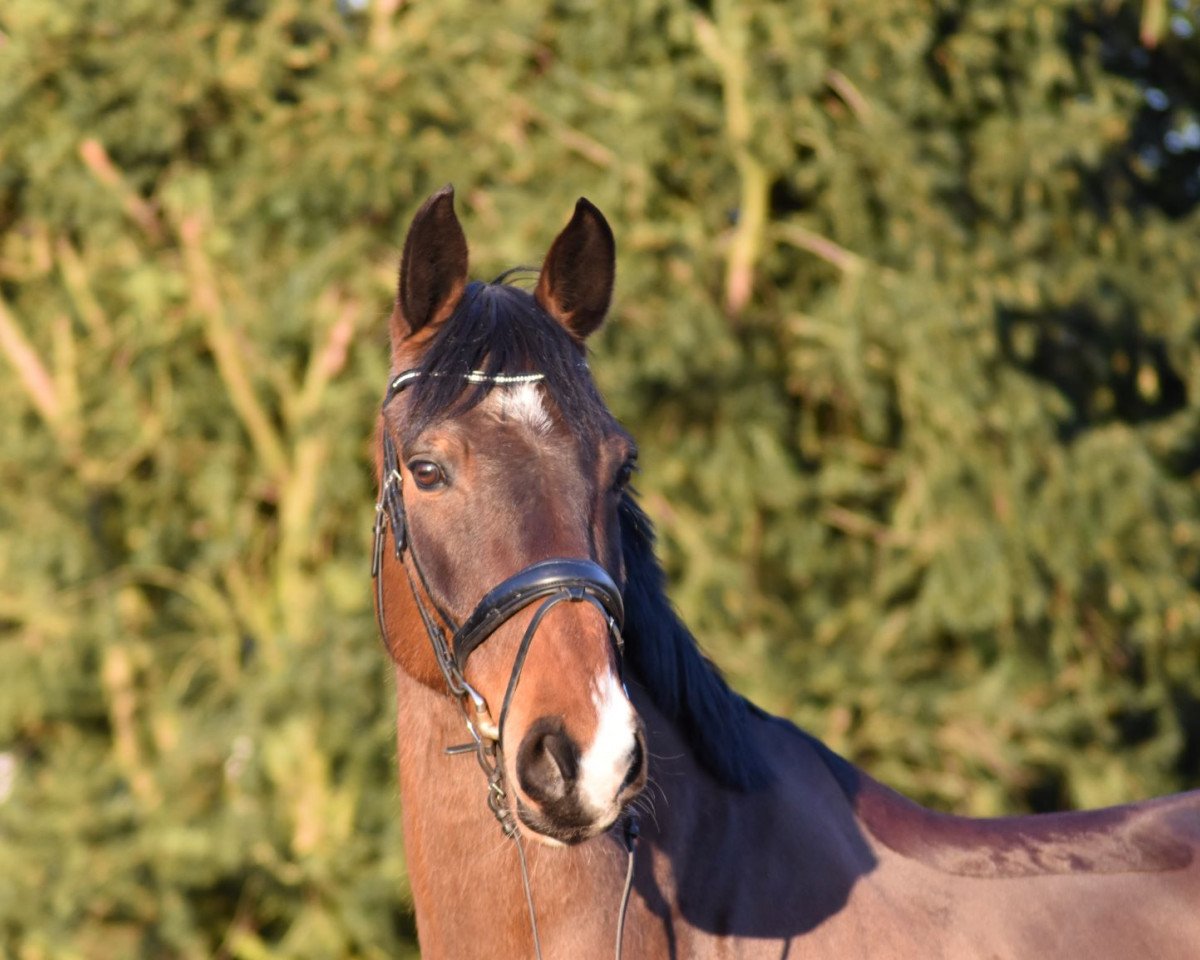 Springpferd Condello 2 (Holsteiner, 2010, von Contender)