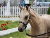 dressage horse Dreams come true (German Riding Pony, 2020, from D-Gold AT NRW)