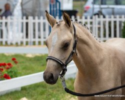 dressage horse Dreams come true (German Riding Pony, 2020, from D-Gold AT NRW)