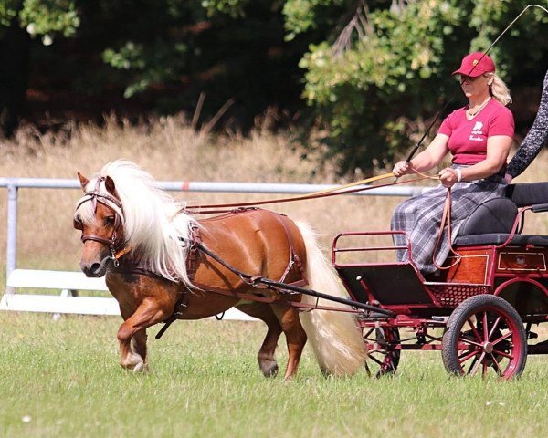 broodmare Goldstern STPR*** (Shetland Pony, 2013, from Normen)