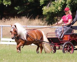 Zuchtstute Goldstern STPR*** (Shetland Pony, 2013, von Normen)