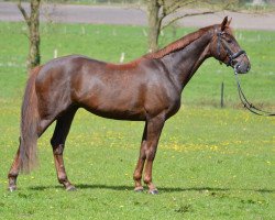 jumper Denzel B (Hanoverian, 2011, from Dannebrog)