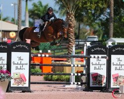 Springpferd Julio van het Elzenhout (Belgisches Warmblut, 2009, von Echo van het Neerenbosch)