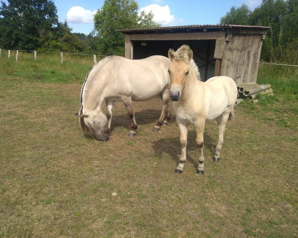 horse Joris (Fjord Horse, 2020, from Jonathan)