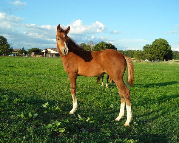 Dressurpferd Dancer's Darling MTH (Deutsches Reitpony, 2010, von Reitland's Du oder Keiner)