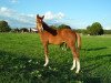 Dressurpferd Dancer's Darling MTH (Deutsches Reitpony, 2010, von Reitland's Du oder Keiner)