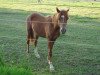 Dressurpferd Casper (Deutsches Reitpony, 2009, von Chantre B)