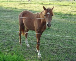 dressage horse Casper (German Riding Pony, 2009, from Chantre B)