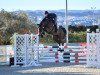 broodmare Becassine D'Elifine Z (Zangersheide riding horse, 2013, from Balou du Rouet)