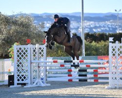 broodmare Becassine D'Elifine Z (Zangersheide riding horse, 2013, from Balou du Rouet)