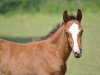 Springpferd Blueberry D'Elifine Z (Zangersheide Reitpferd, 2012, von Balou du Rouet)