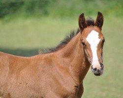 jumper Blueberry D'Elifine Z (Zangersheide riding horse, 2012, from Balou du Rouet)